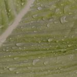 a green leaf with water droplets on it